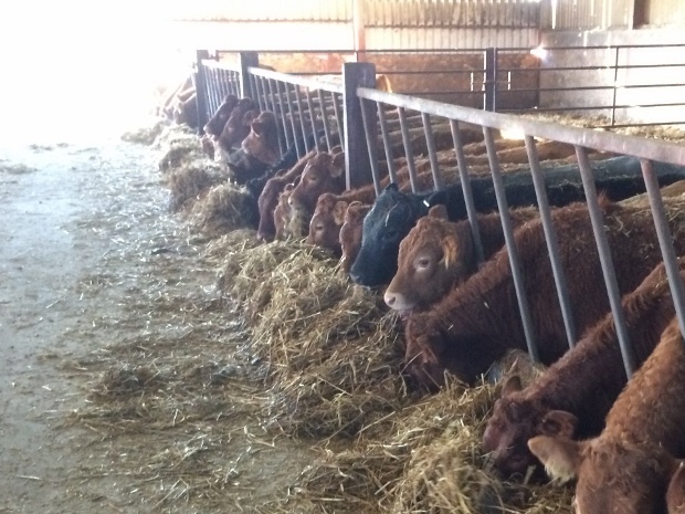 Young Cattle enjoying the crop